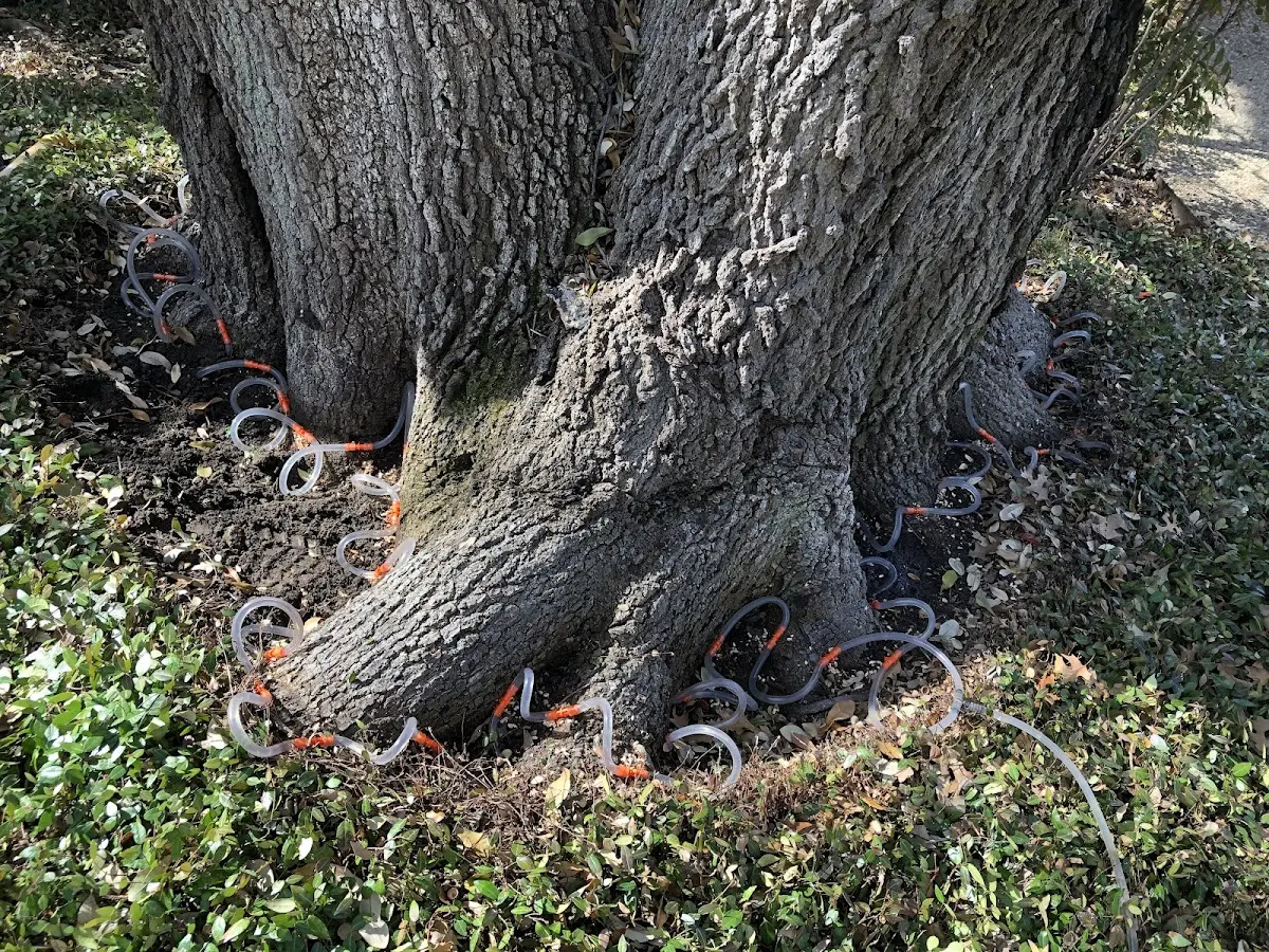 Detailed Tree Cabling and Bracing job site in East Wenatchee
