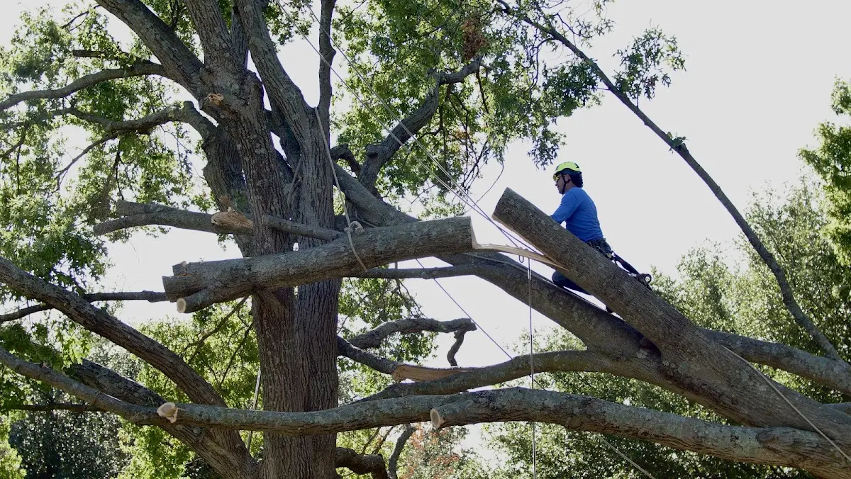 Professional Crown Thinning performed by certified arborists in East Wenatchee