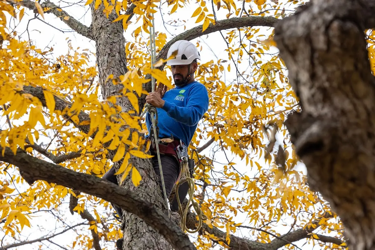Skilled Tree Pruning crew working in East Wenatchee